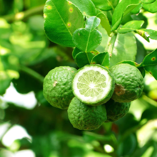 INSIGHT ON BERGAMOT - TEOF Perfumery