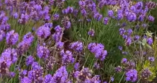 LAVENDER COLLECTION - TEOF Perfumery
