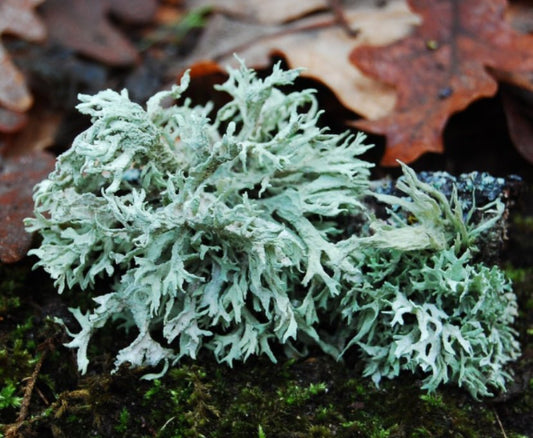 OAKMOSS/LICHEN SCIENCE - TEOF Perfumery