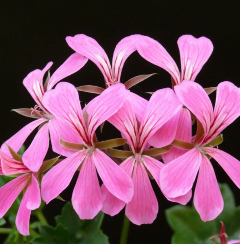 GERANIUM HARVESTING AND STORING - TEOF Perfumery